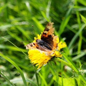 Moth-eaten Butterfly