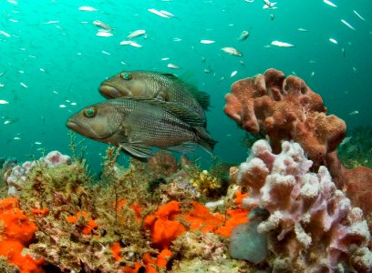 GRNMS - Black Sea Bass