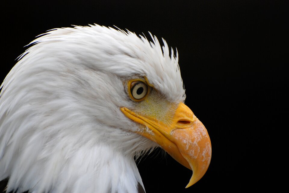 Bird of prey nature plumage