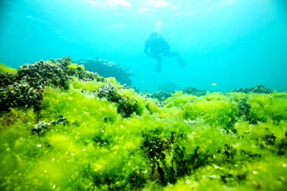 PMNM - Lisianski Algal Bloom On Bleached Coral