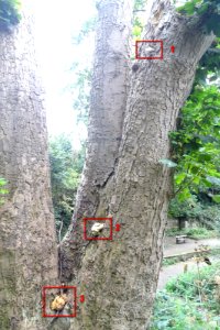 Fungus Tree photo