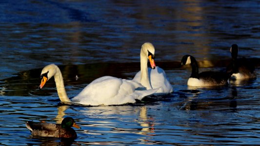 Ice-breaking Swans 04 photo