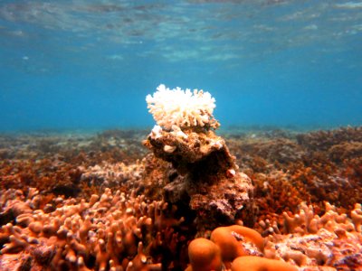 NMSAS - Coral Bleaching photo
