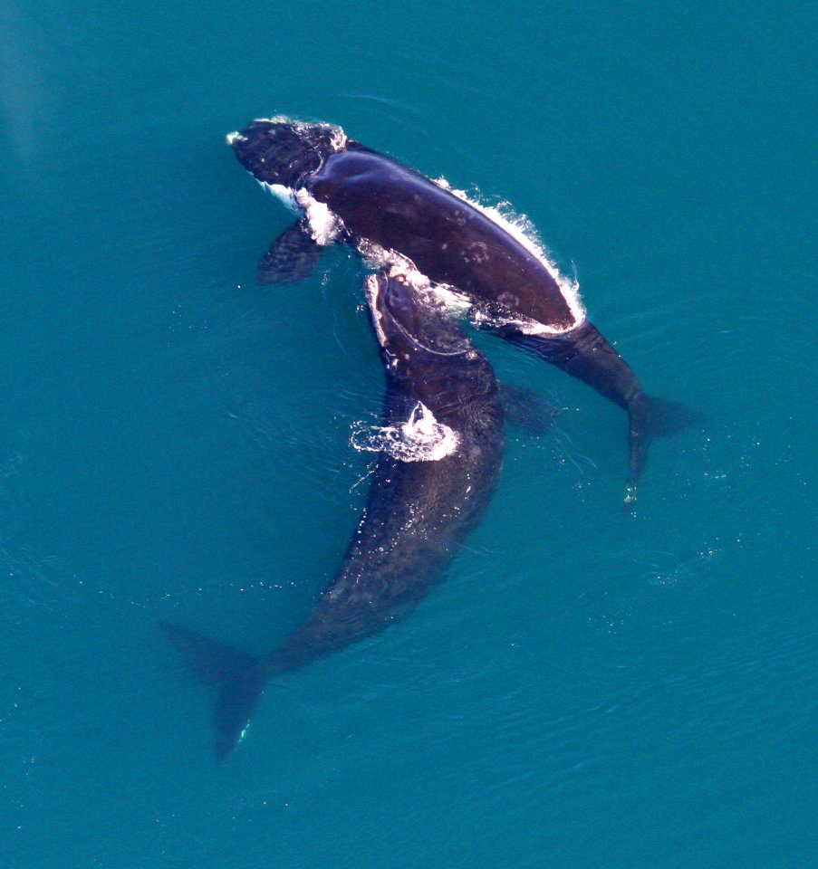 GRNMS - Right Whales