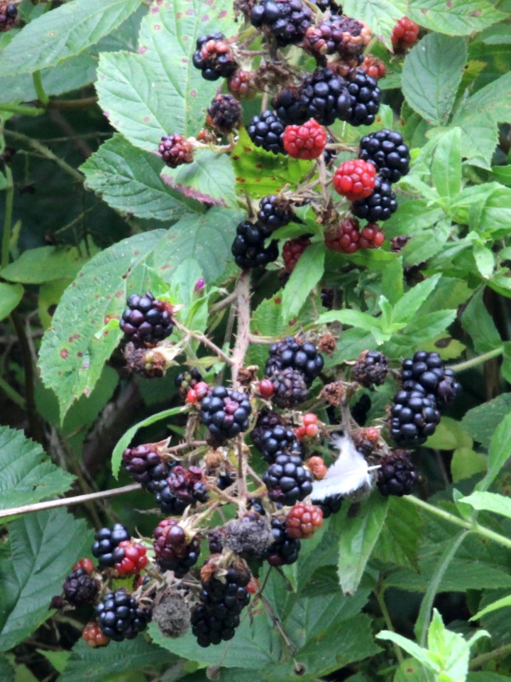 Blackberry Bush
