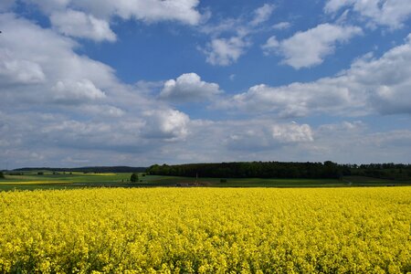 Spring agriculture field of rapeseeds photo