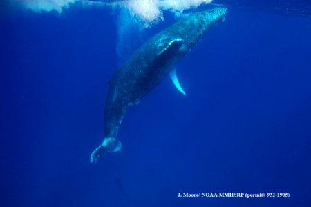 HIHWNMS - entangled humpback photo