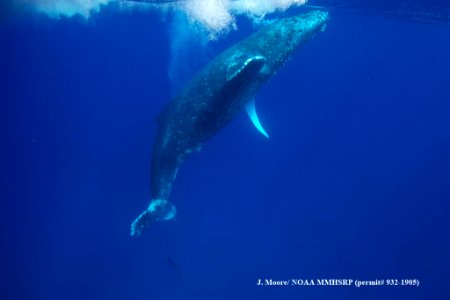 HIHWNMS - entangled humpback
