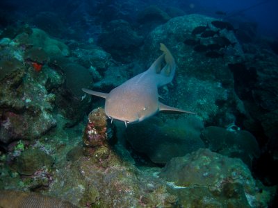 FGBNMS - nurse shark