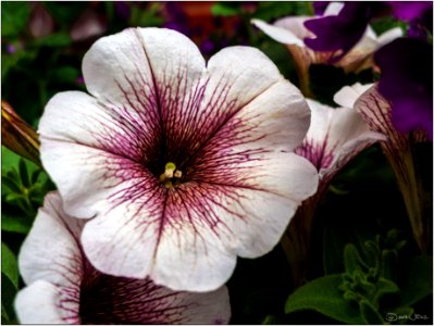 Petunia photo