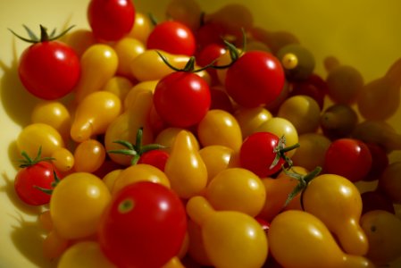 tomato harvest
