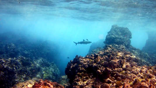 NMSAS - Blacktip Reef Shark - Rose Atoll photo
