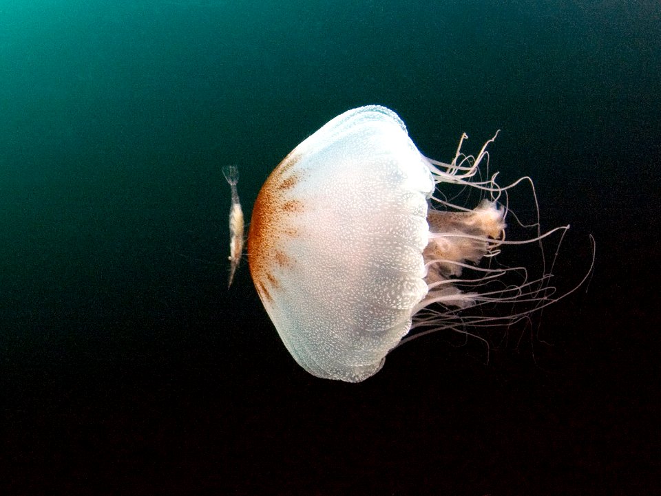 GRNMS - Shrimp riding jelly