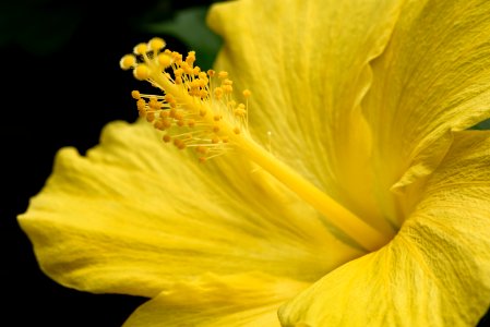 Yellow Hibiscus photo