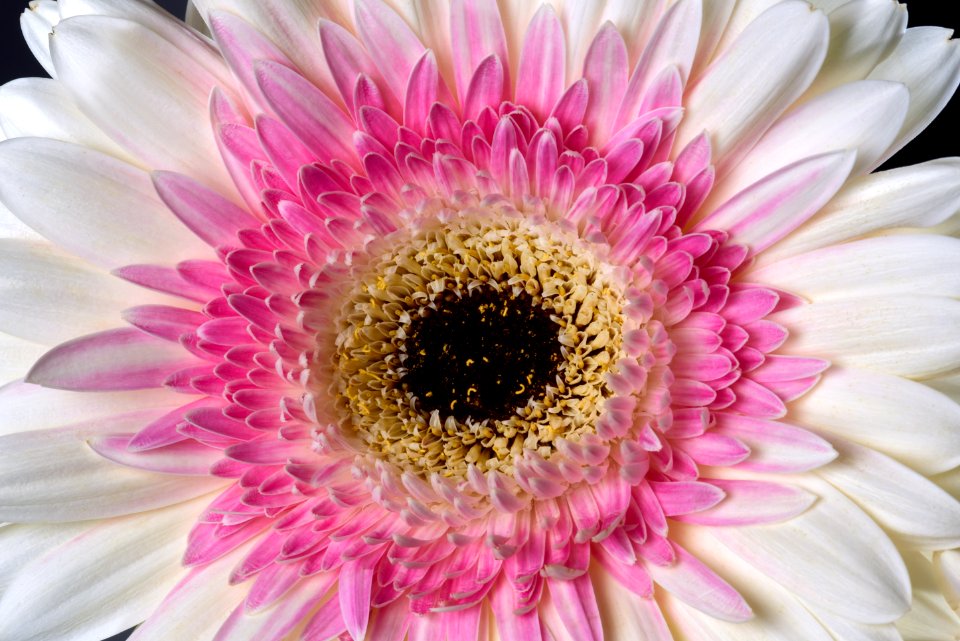 Gerbera Daisy