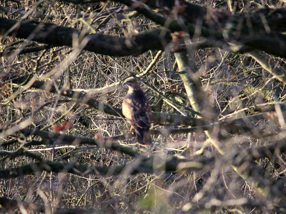 Boxing Day Buzzard