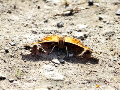 Butterfleyes