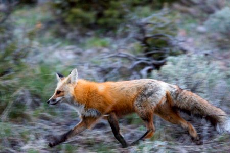 Red fox, Blacktail Deer Plateau photo