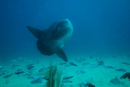 Mola Mola