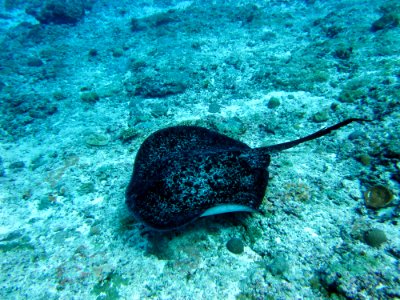 NMSAS - stingray photo