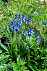 Bluebell Friday photo