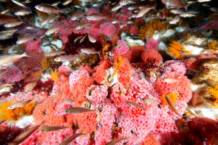 CBNMS reef fish