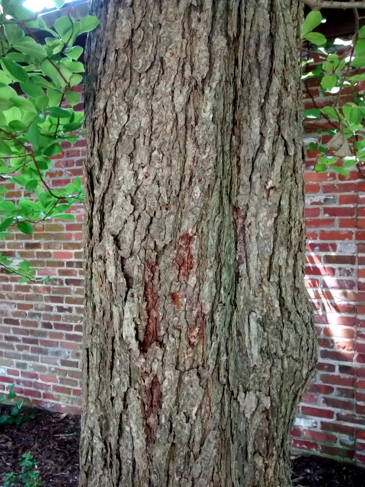 Bark U. minor?? ACH15