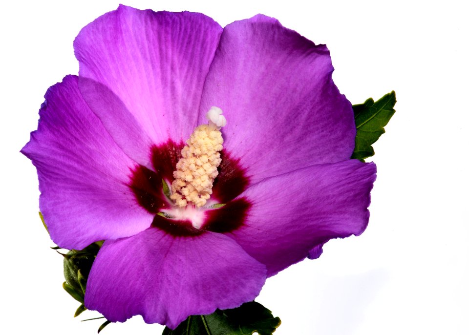 Rose of Sharon
