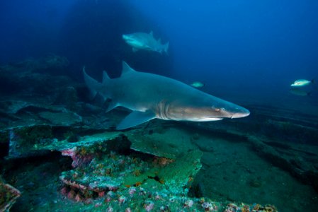 MNMS - Sand Tiger Shark photo