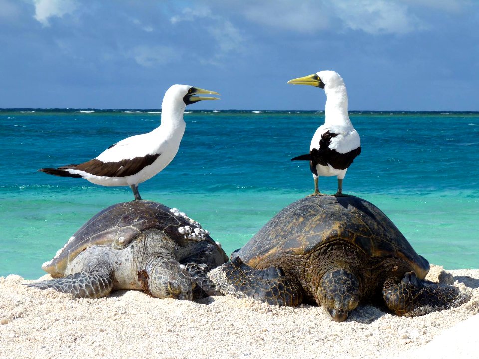 PMNM Green Sea Turtles and Masked Boobies photo