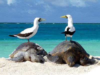 PMNM Green Sea Turtles and Masked Boobies photo