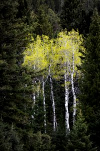 Aspen Grove, Slough Creek photo