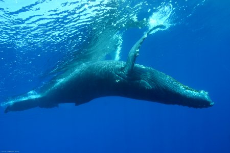 HIHWNMS Humpback Whale photo
