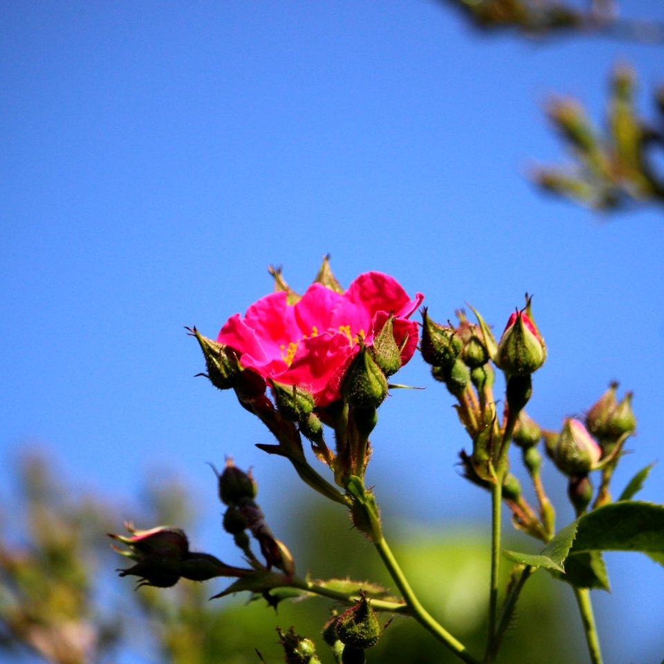 Rose