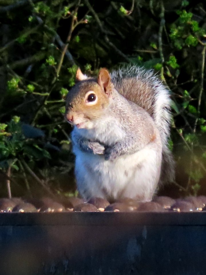 Squirrel 01