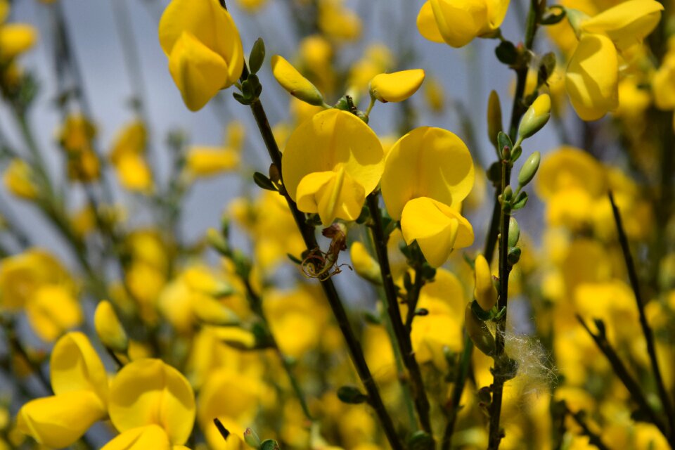 Yellow close up yellow flower