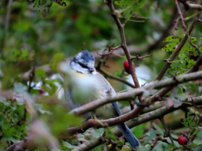 Bokeh Blue Tit photo