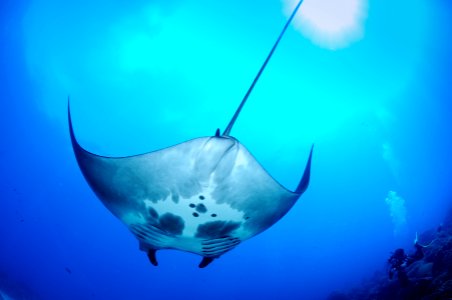 FGBNMS - manta ray photo