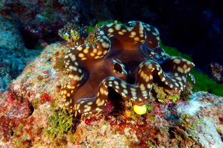 NMSAS - giant clam photo
