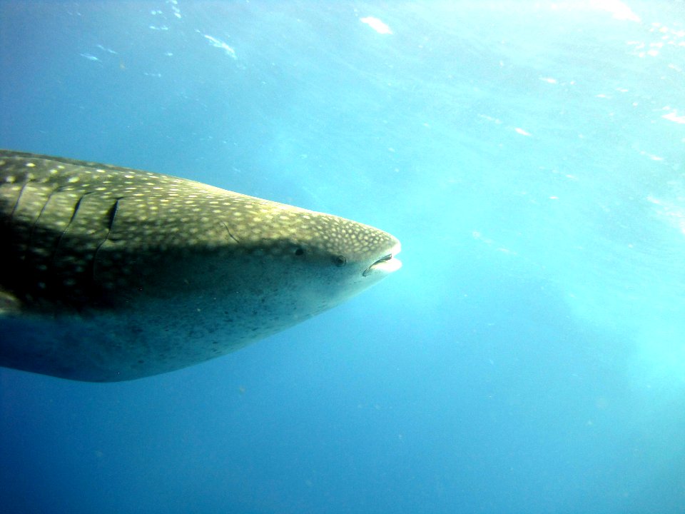 Whale Shark photo