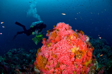 CBNMS - *Corynactis californica- strawberry corallimorpharian (Corallimorphidae) *Garveia annulata- orange hydroid (Bougainvilliidae)