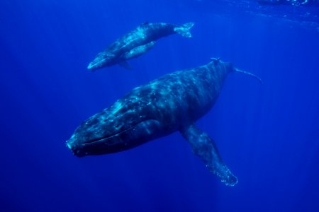 HIHWNMS -- Whale And Calf photo