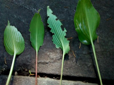 hosta leaves photo