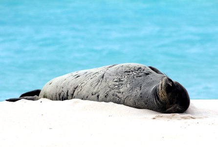 PMNM - Hawaiian Monk Seal - Midway Atoll photo
