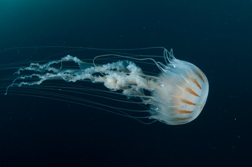 FGBNMS - sea nettle jelly