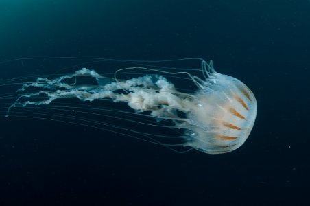 FGBNMS - sea nettle jelly photo