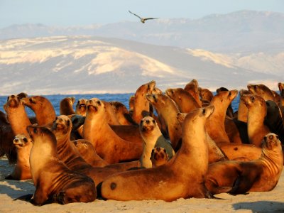 CINMS group of sea lions photo