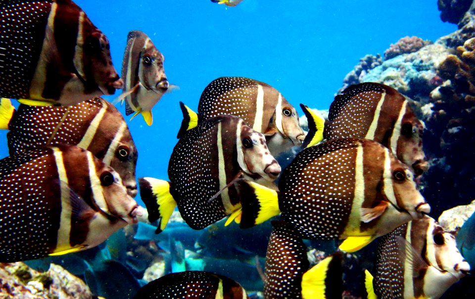 NMSAS - Whitespotted Surgeonfish