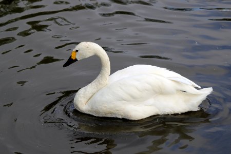 Bewick Swan photo