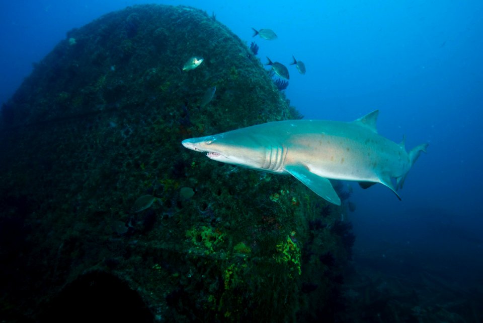 MNMS - Caribsea Boiler And Sand Tiger Shark photo